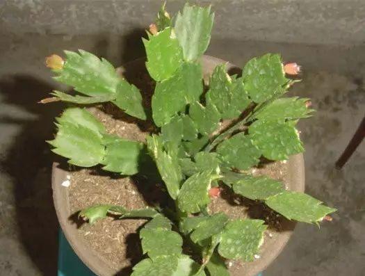 蟹爪兰君子兰不开花,给你说个小方法,叽里咕噜开满花