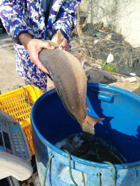 50年前是“救命粮”,味道鲜美,今存量多达10万吨却不让吃