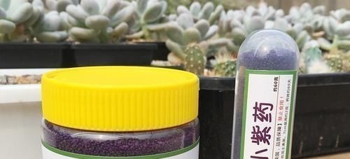 多肉生了蚧壳虫密密麻麻头皮疼,用这2个小方法,一次杀除干净