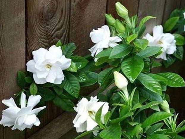 扦插的栀子花生根了,移栽注意这几点,服盆快成活率高