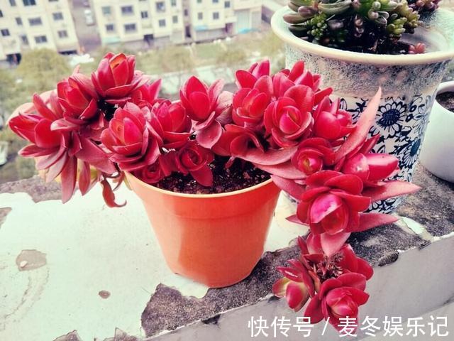 条件|如果有露养的条件，别错过这5款多肉，出了状态红似火漂亮极了