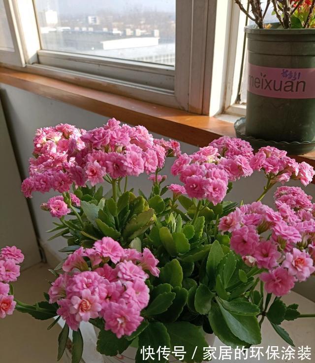 花友|哪些花不怕渴？这些花耐旱能力一流，适合“懒人”花友养！