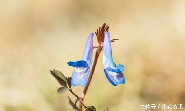 疼痛|此物是中医里面的专用“止痛药”,一身上下诸痛,服之皆可消
