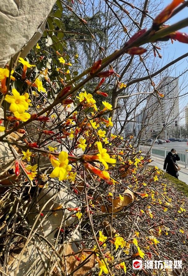 迎春花开报春来