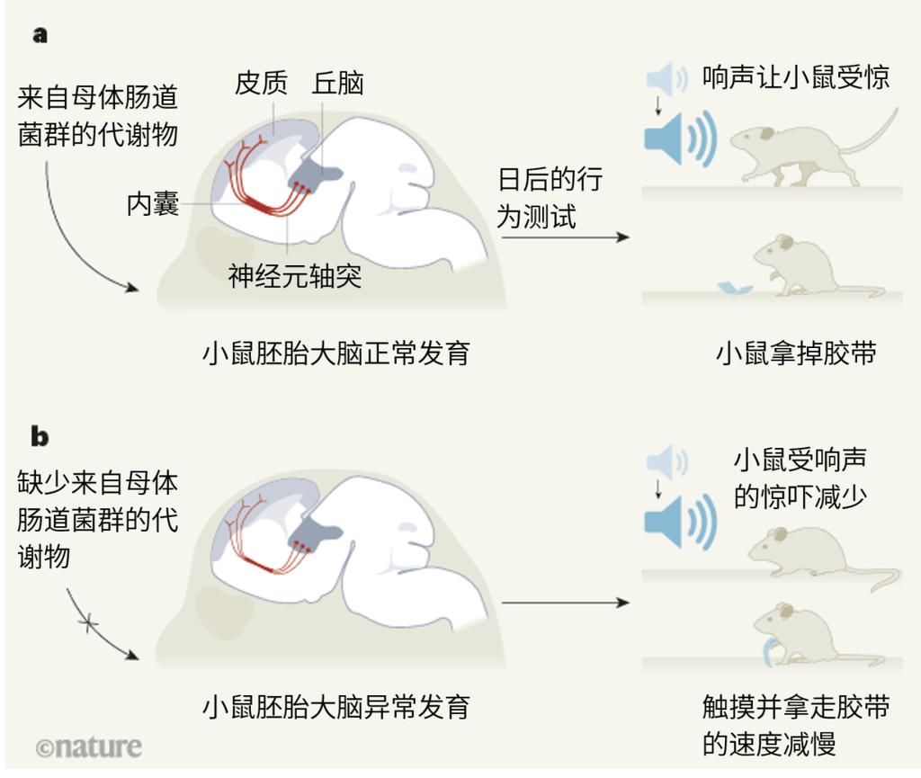 发育|母亲的肠道菌群支持宝宝大脑发育