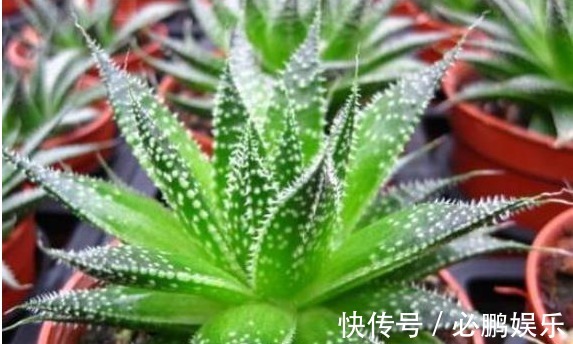 养花只需要以下5点,做到了你就是养花高手,养啥都爆盆