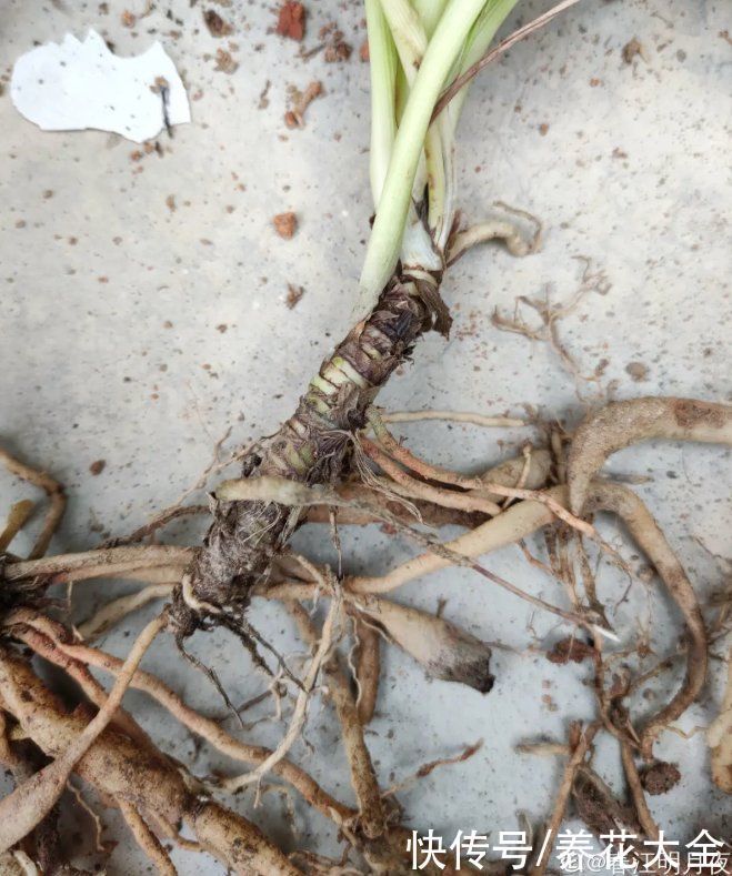 橡皮树|养花就怕乱浇水，越浇死得越快，赶紧住手