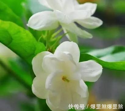 茉莉花的养护技巧,记住这几点,才能花开爆盆芳香四溢!