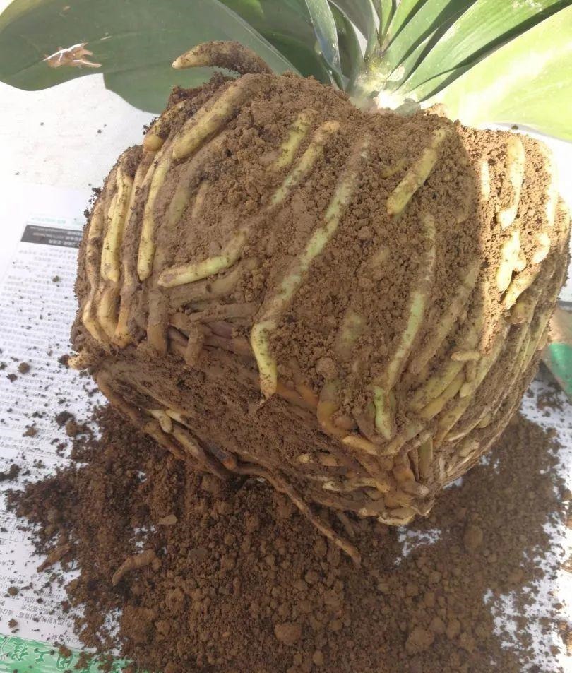 蟹爪兰|长寿花换盆,切忌越换越大,一直用小盆养才好!