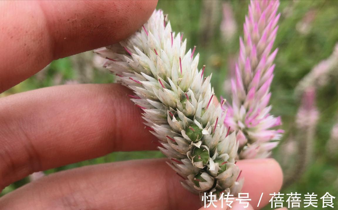 农田常见杂草青葙,都有什么用知道吗?了解完才知道它是个“宝”