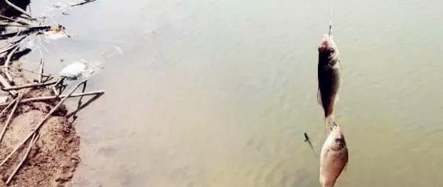 野钓最容易爆护的钓法,下钩几分钟就上鱼,没五年野钓经验玩不动