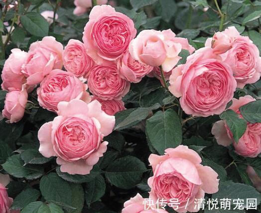 朋友|过年在朋友家住，院子设计太美了，满院子都是花卉，拍给大家看看