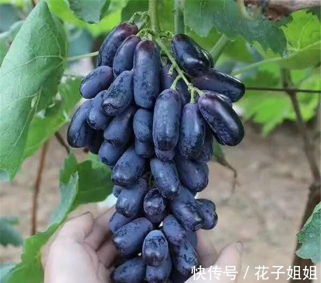 有院子的朋友，不要错过这种果树，不怕旱不怕晒，好吃还好看！