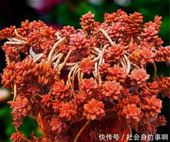 养多肉,我只选这1种,3年就成“老桩”还爱爆头,漂亮又好养!