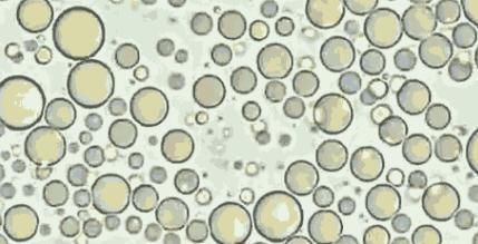 养育|母乳在显微镜下被放大1000倍,却毫无杂质,母乳养育的孩子更健康