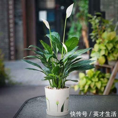 郁郁葱葱|几种耐阴花，最怕晒太阳，一晒就黄叶，看看你养了几种