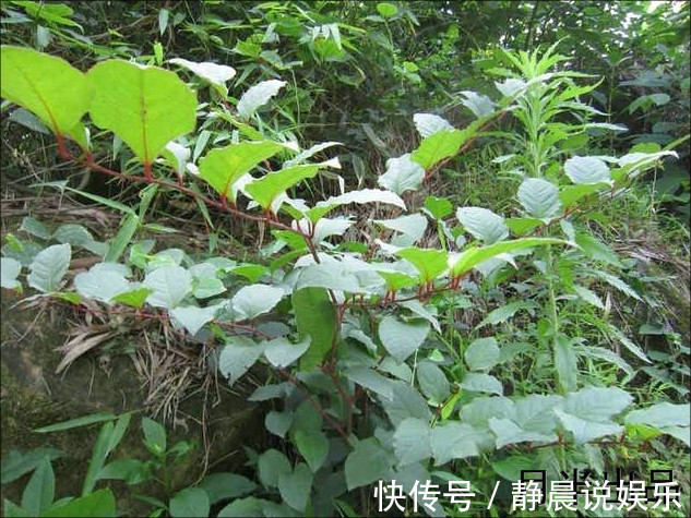 农村|农村路边让人讨厌的野草却有大作用，去疤不留痕迹，比精油好多了