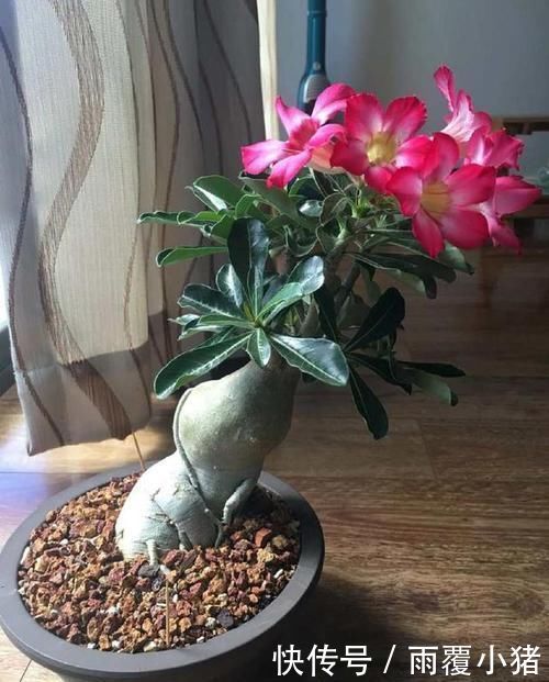 超好养活的花,美丽不输牡丹,花期300天,抗高温抗干旱!