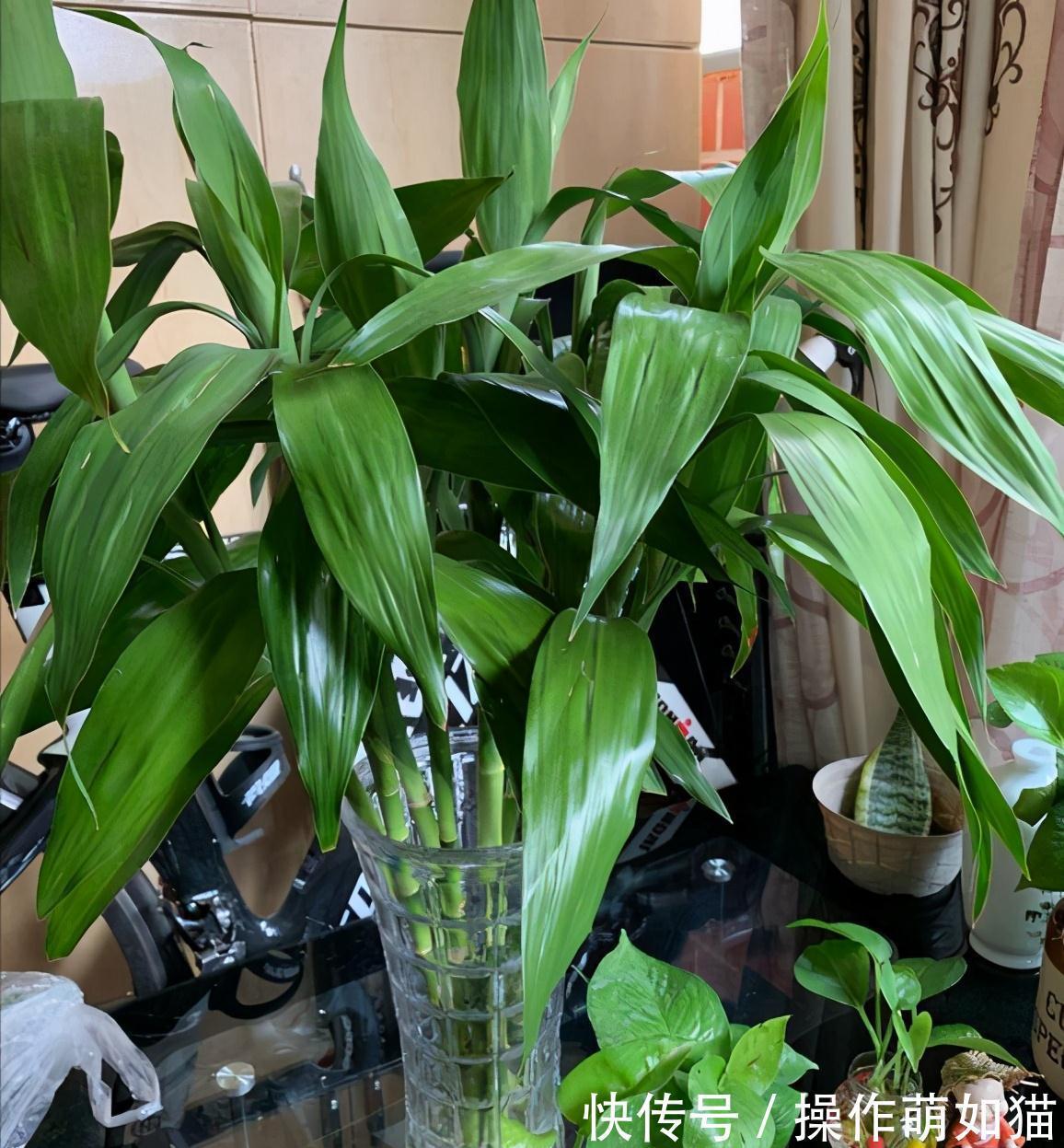 7种“吉利花”，家里养一盆，顺顺当当又漂亮，养人又旺家