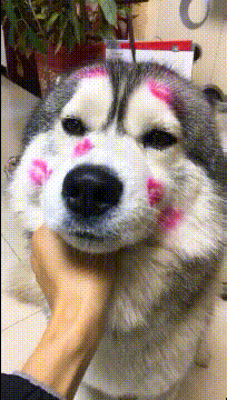 |搞笑GIF:老婆每隔半个月带我来这一次,我总感觉哪里不对劲