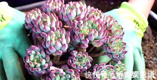 墩子|养棵多肉蓝苹果，大水大肥伺候，一年能爆10个头，养成群生肉墩子