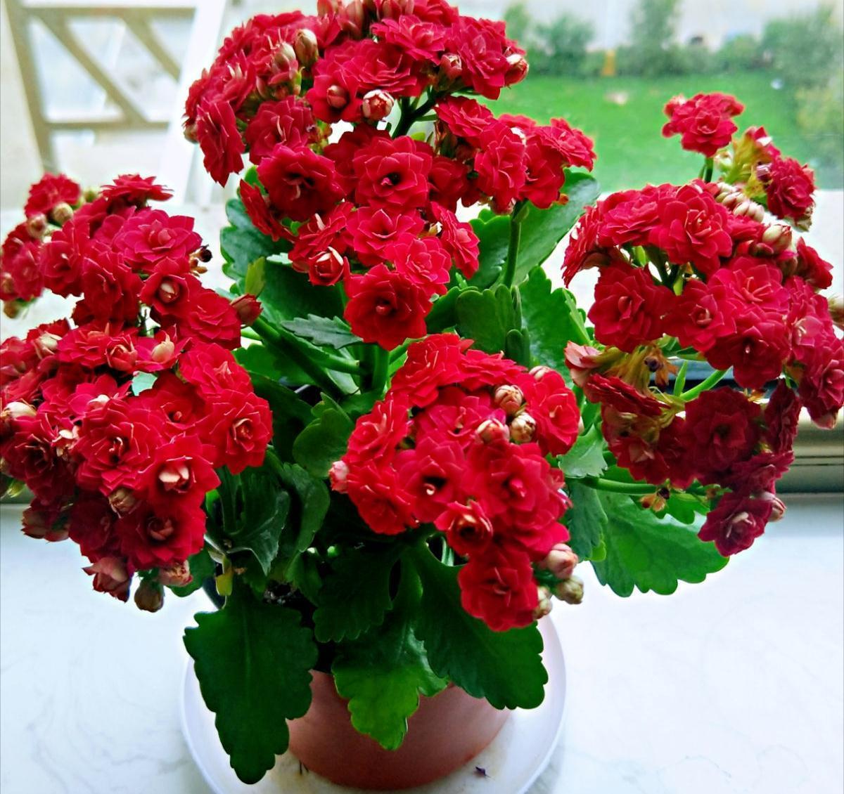 修剪|长寿花这样养,一盆变多盆,放在阳台挤爆盆