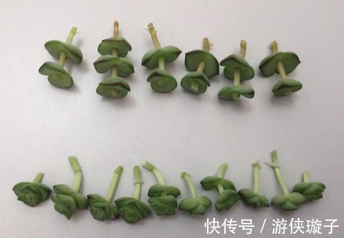 多肉钱串子扦插技巧,成活率99%,轻松一盆变多盆