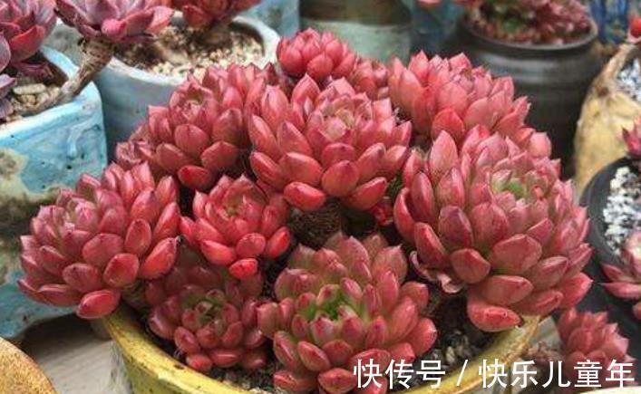 喜欢多肉推荐你养这6种,冬天上色红彤彤,吉祥喜庆惹人爱