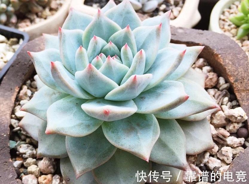 多肉|多肉植物蚧壳虫太可怕，5个简单处理方法，轻松消灭蚧壳虫