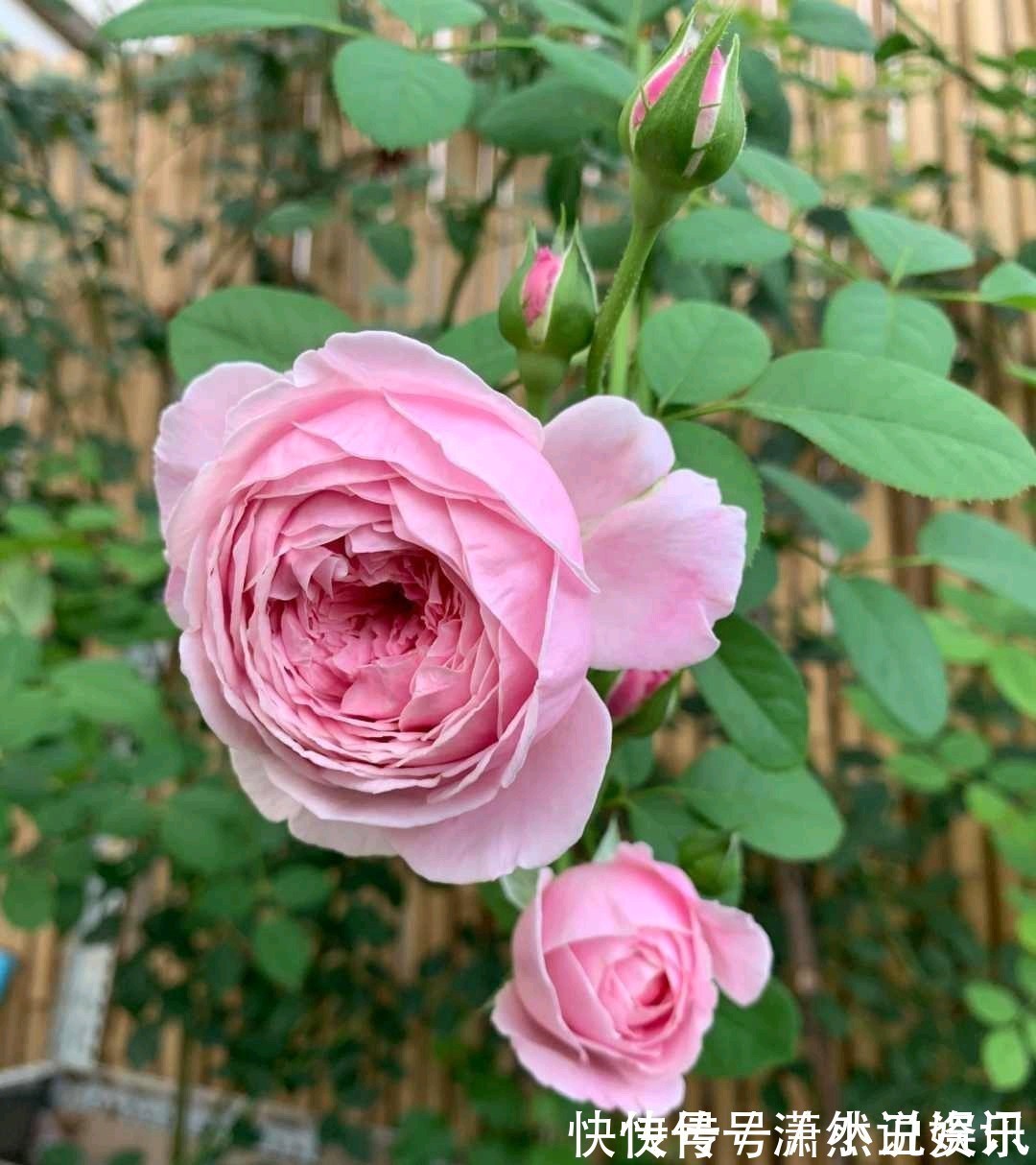 虎皮兰|春天,这八种花剪个枝插土里就活,养养就开花,错过就要等明年了