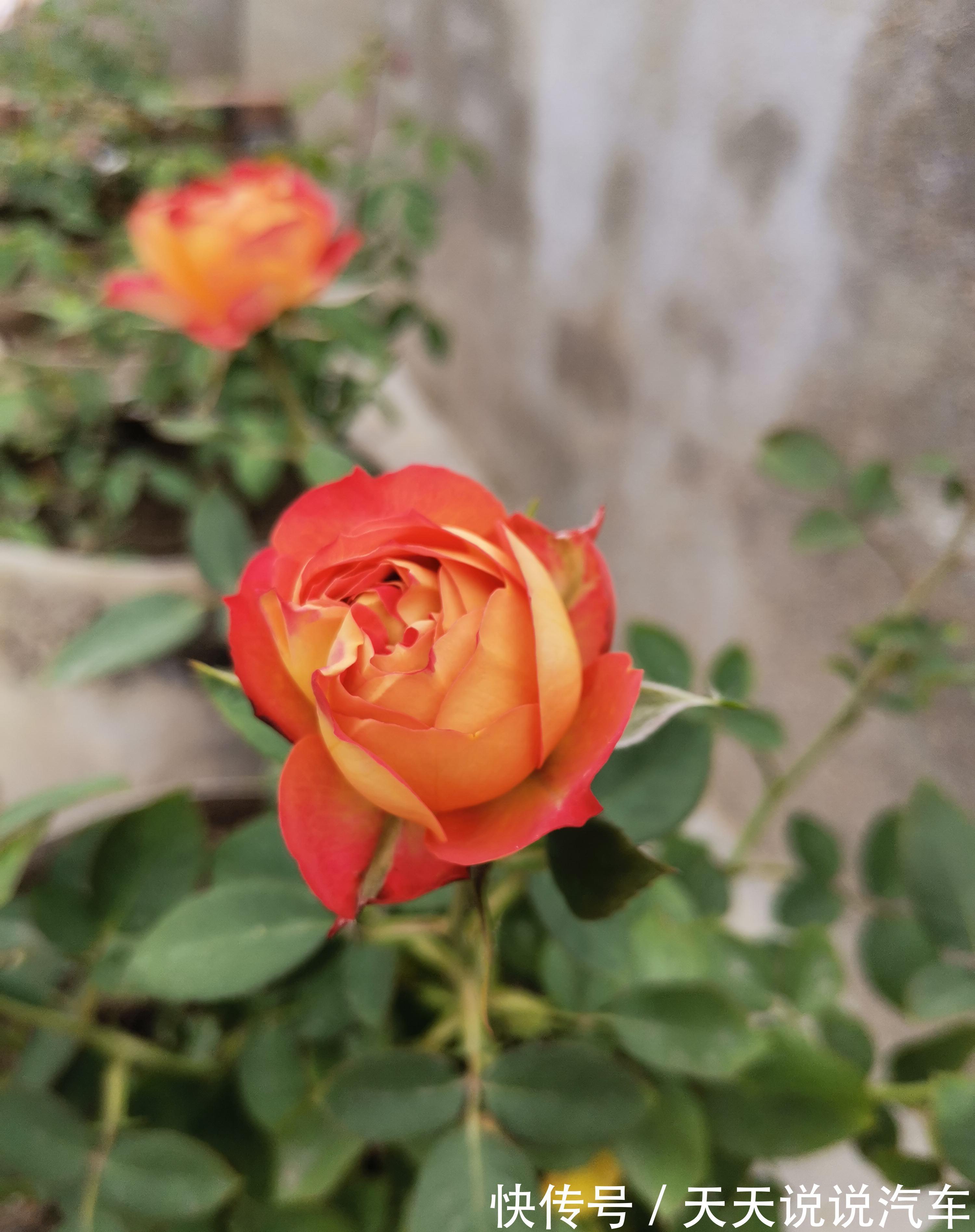 雨水连连月季难养，养护注意3点，月季枝繁叶茂，开花不断