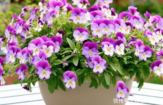 家养此款花卉,花大服盆快,开花勤还爱爆盆,美极了