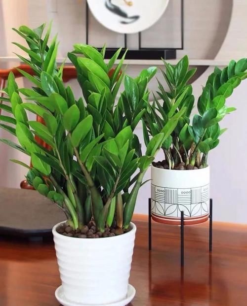 酒瓶兰|适合男人养的四种花,大气又稳重,旺财又旺运,早看早知道!