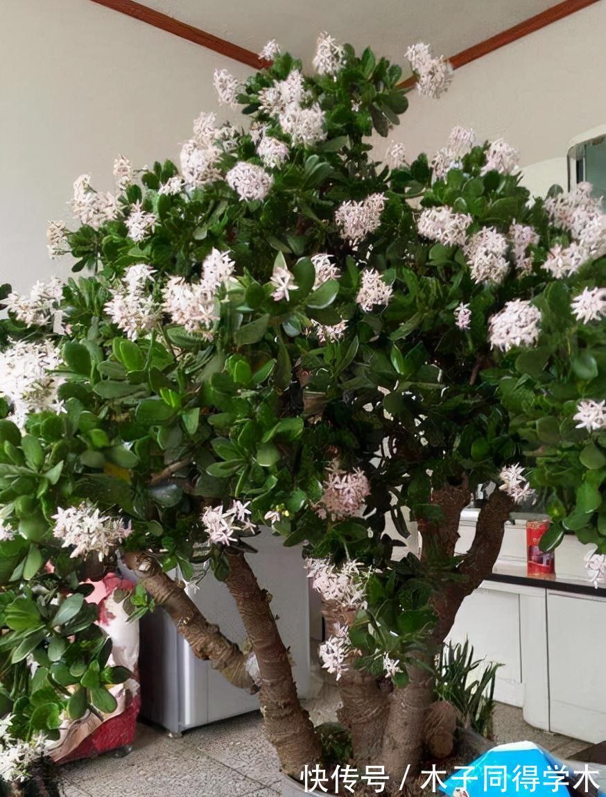 兰花|5种“长命花”，富贵又吉利，越养越值钱，赶紧养一盆做传家宝