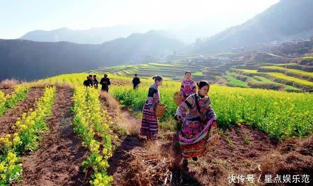 人间|油菜花漫舞在云南大姚紫丘山麻街村的山岗