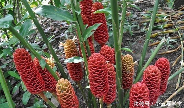莪术|生姜开花,原来这么美,第一次见到!生姜开花,原来这么美,第一次见到!