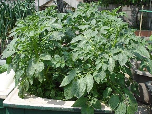 厨房吃剩的“2种菜”,随手丢盆里,秋天收获一大盆,太惊喜了