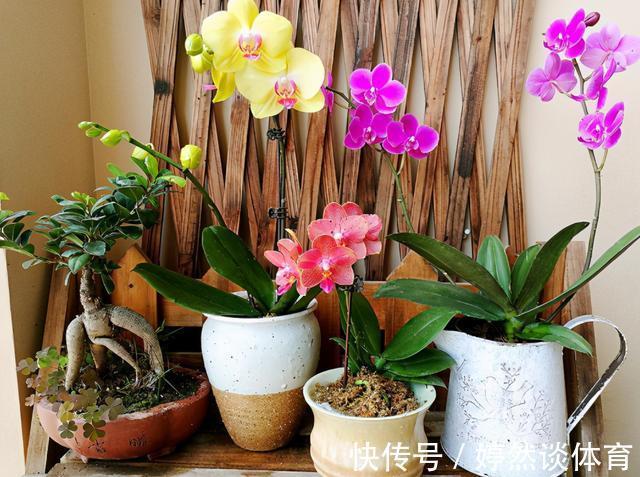 好时机|年后一定要逛花市,因为是“捡漏”的好时机,养花老手都会去溜达