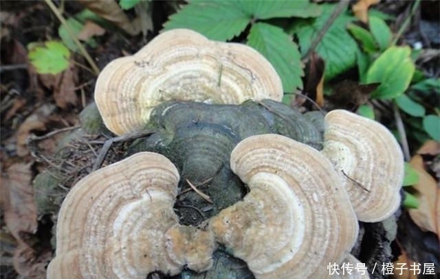 树上长的这个常被忽视 却是无毒的“天然蚊香”