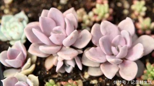 多肉怎么养才能颜色亮丽，达到胖乎乎萌萌哒的水准呢！