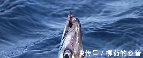 深海|世界上最有“骨气”的鱼，被捉到立马自爆，没人能将它活着带回去！