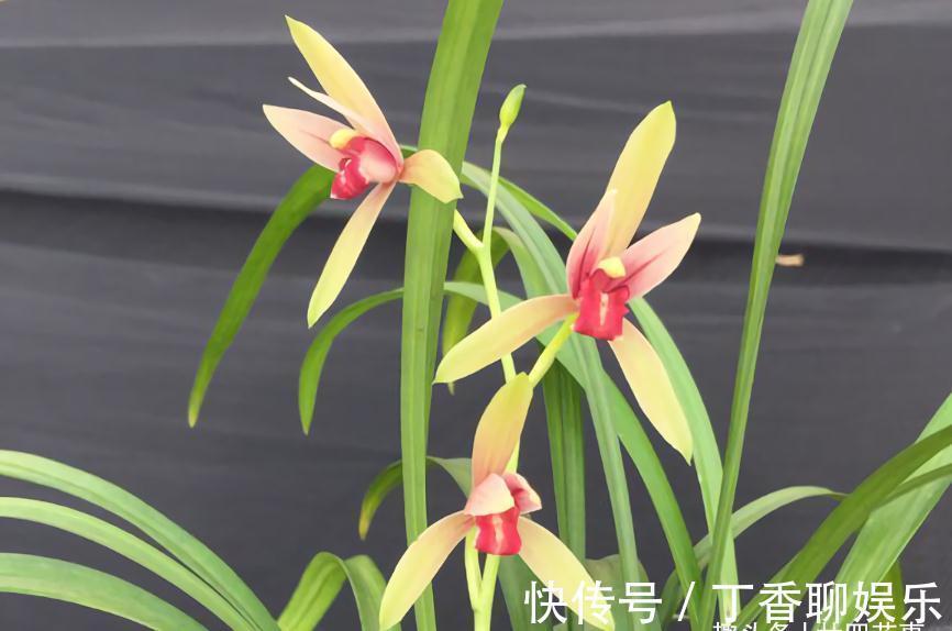 花苞|秋天养兰花，遇上“消苞”很郁闷，教你“护苞6招”，放心等花开