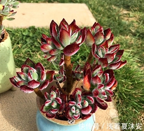 养多肉锦晃星,做好4件事,长成小老桩,养成小精灵!