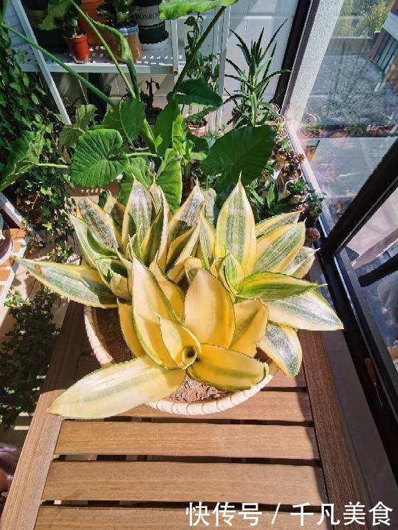 只用叶子也能扦插，这花把叶子剁5段，插到土里就能长成5盆花