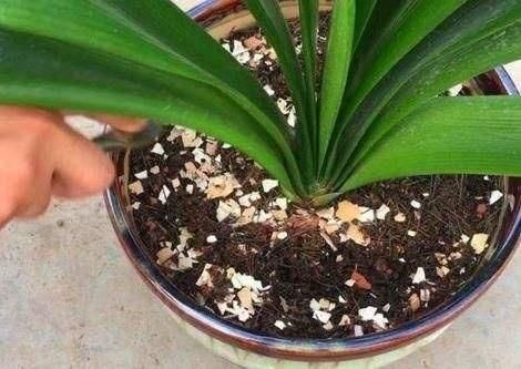 还不会用鸡蛋壳养花吗?这样处理一下,秒变高效养花肥!