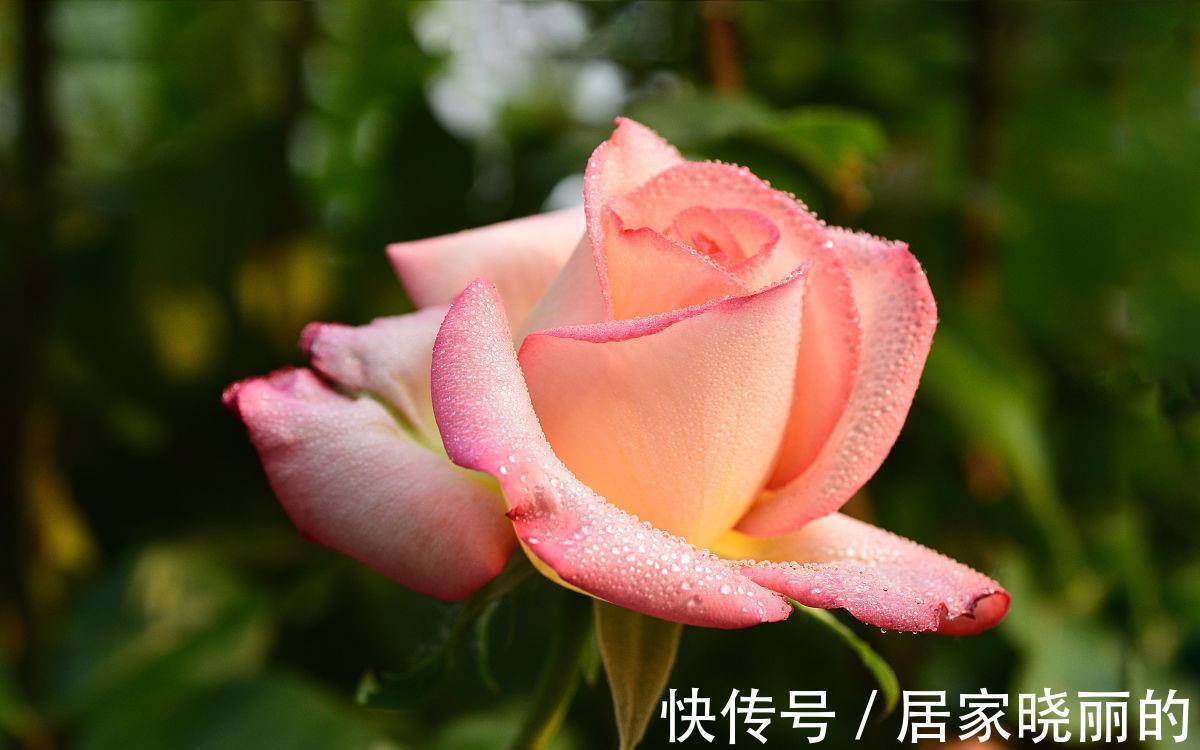 侧枝|月季花开完花后,学会几点修剪方法,又会开花多又艳