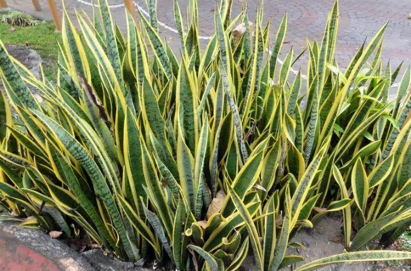 土壤|立春后,虎皮兰迟迟不出芽怎么办?满足4点,侧芽接连往外冒