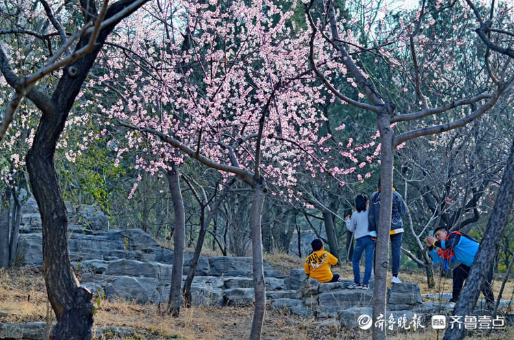 花开正好！千佛山上春风徐来，百花盛开|情报站| 寻访