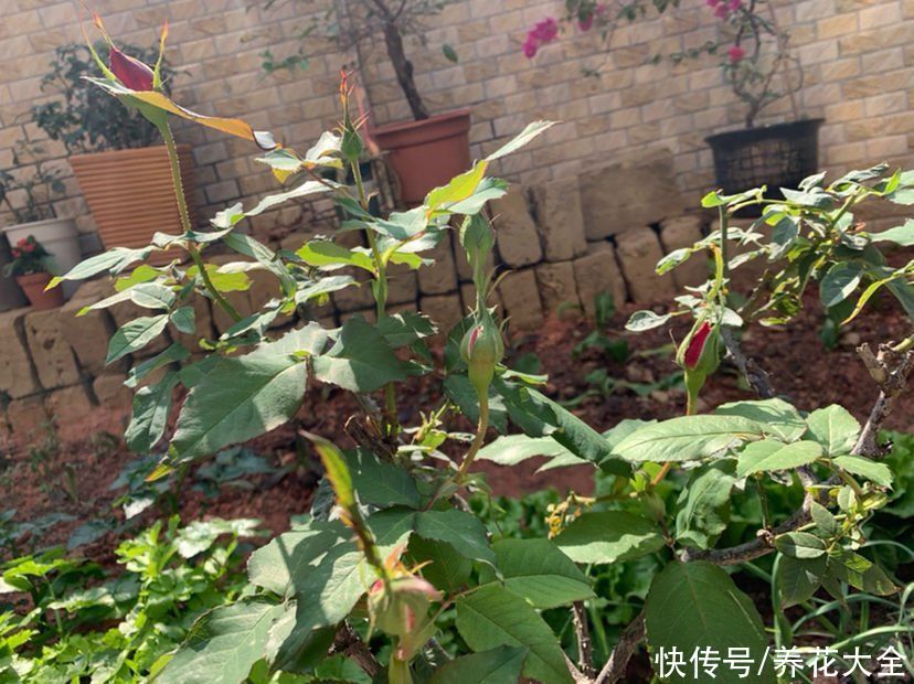 春天了,3种花要苏醒,准备修剪施肥浇水了