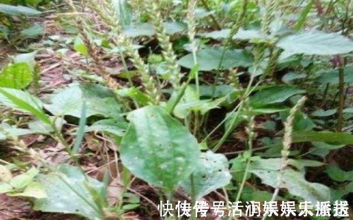 消炎|田园里的一种“猪耳朵”草,消炎杀菌,功效比“蒲公英”还好